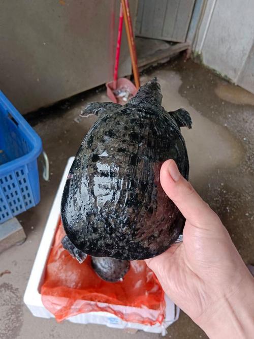 最新温室甲鱼价格行情如何？-图1