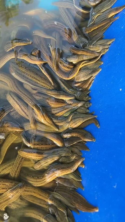 马黄养殖技术视频怎么播放？-图1