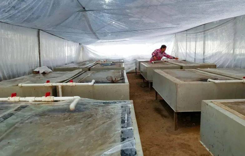 马黄养殖技术视频怎么播放？-图2