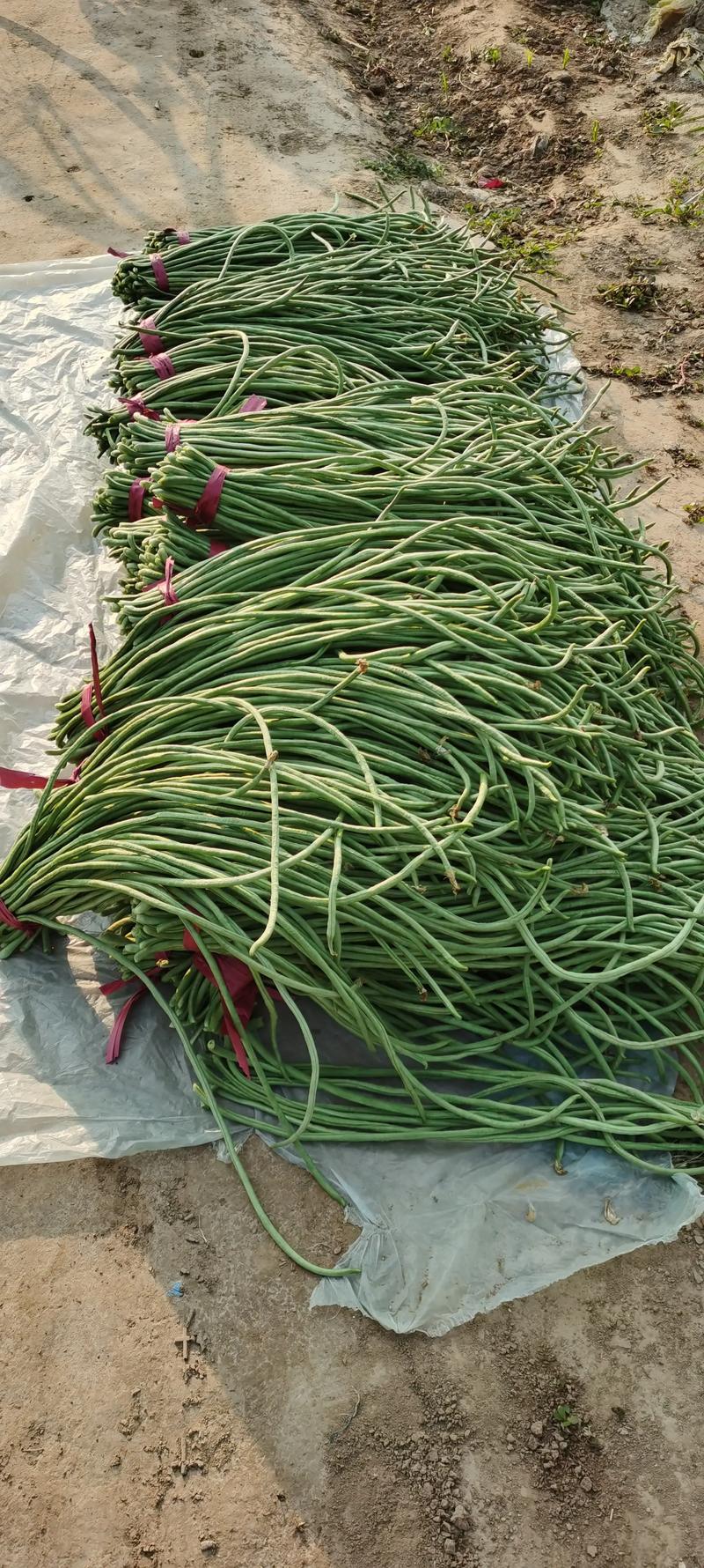 早春大棚豇豆如何高效种植？-图2