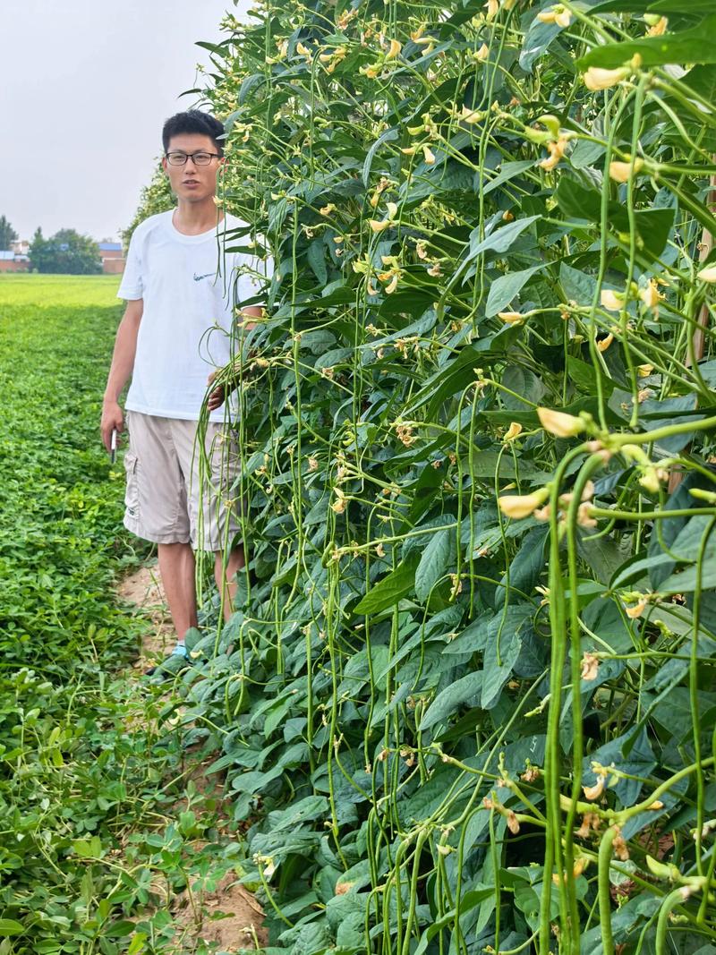 早春大棚豇豆如何高效种植？-图3