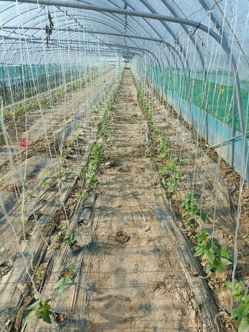 早春大棚豇豆如何高效种植？-图1