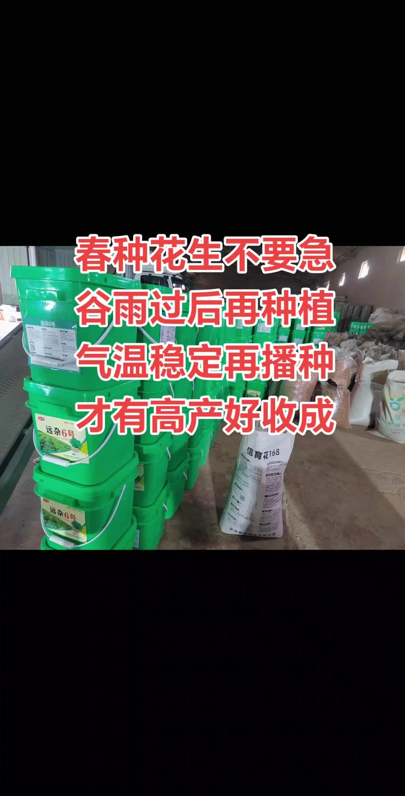 花生覆膜春播，高产技术关键何在？-图3