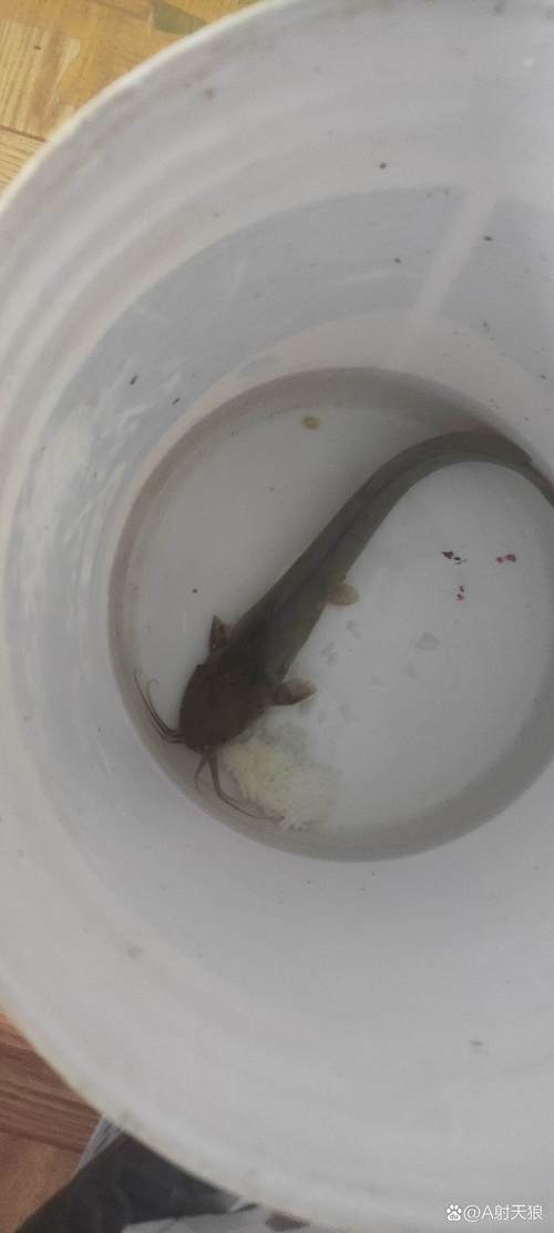 鲶鱼养殖方法和技术要点有哪些？-图1