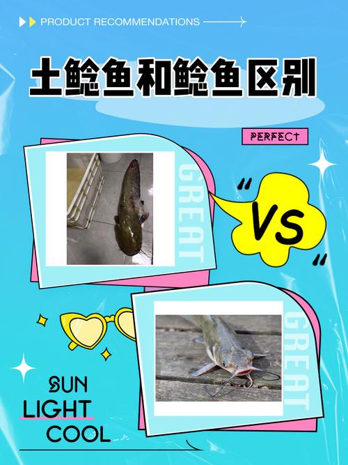 鲶鱼养殖方法和技术要点有哪些？-图3