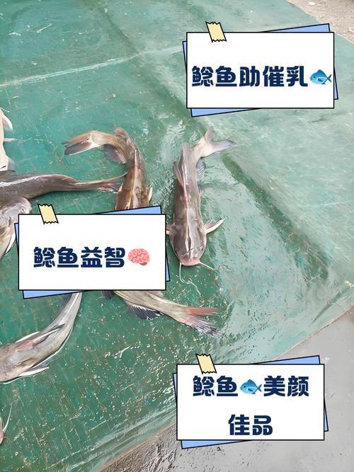 鲶鱼养殖方法和技术要点有哪些？-图2
