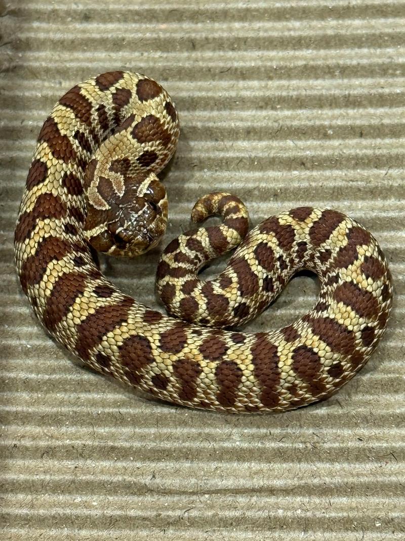 养殖蛇与野生蛇品种有何差异？-图1