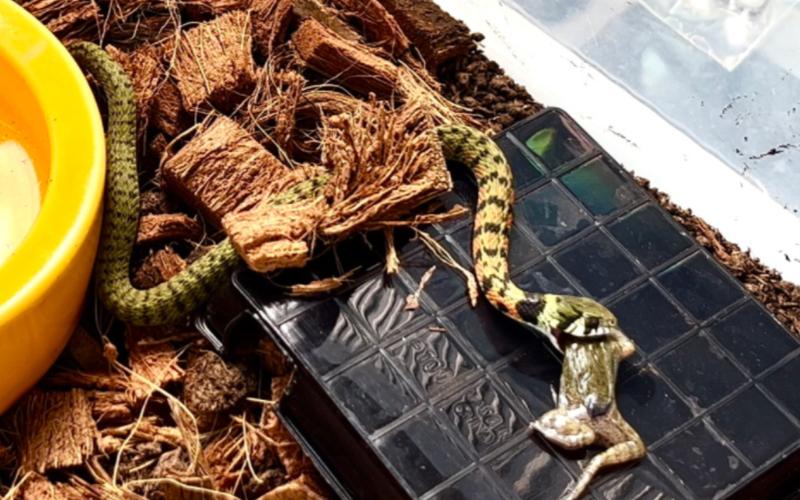 养殖蛇与野生蛇品种有何差异？-图2