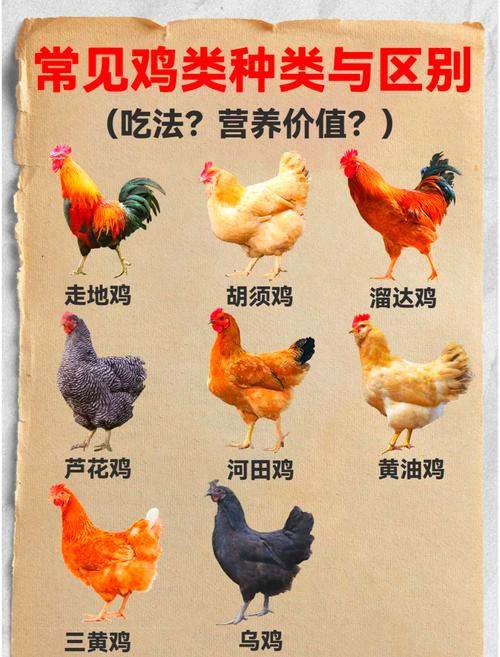 常见鸡的品种有哪些？-图2