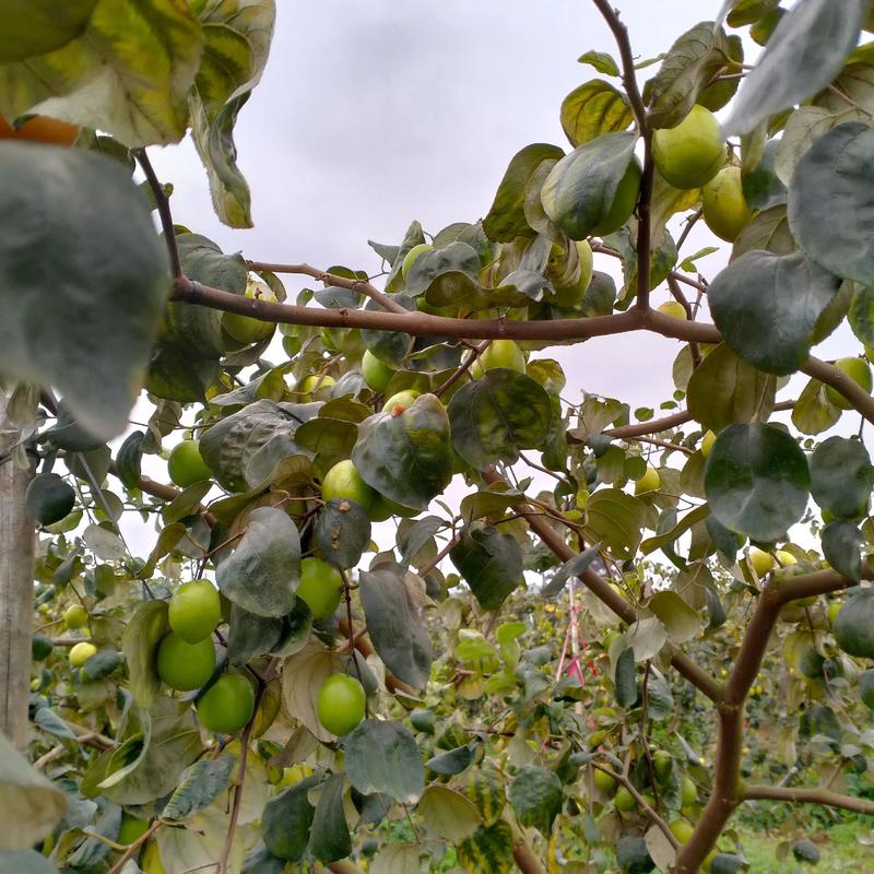 青枣种植技术视频有哪些关键要点？-图1