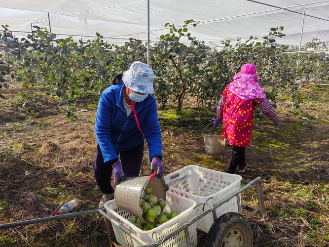 青枣种植技术视频有哪些关键要点？-图2