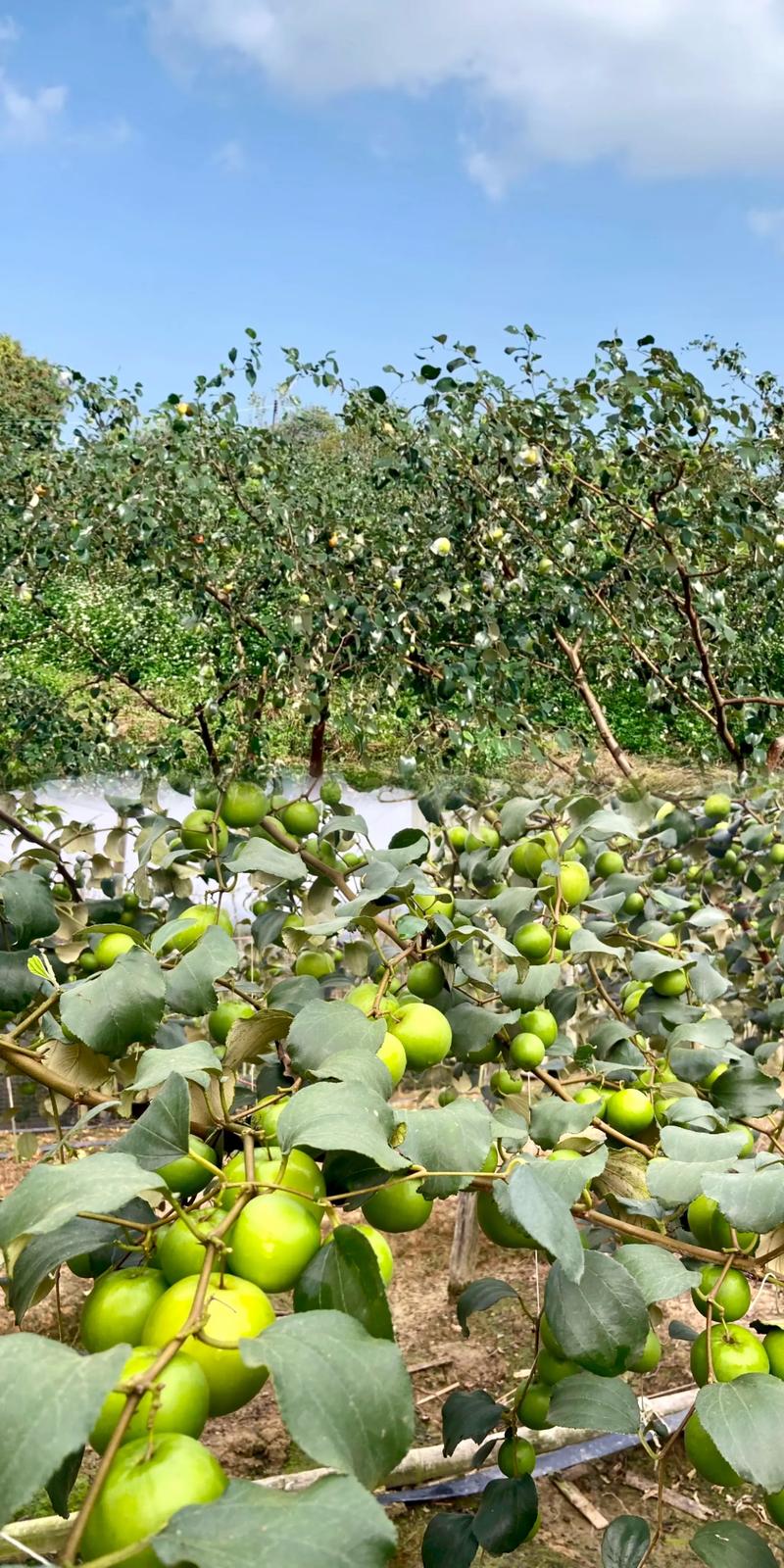 青枣种植技术视频有哪些关键要点？-图3