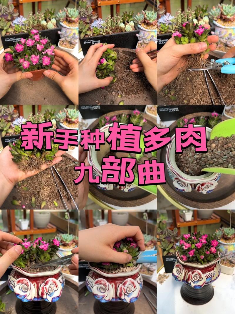 多肉视频种植技术怎么学才实用？-图1