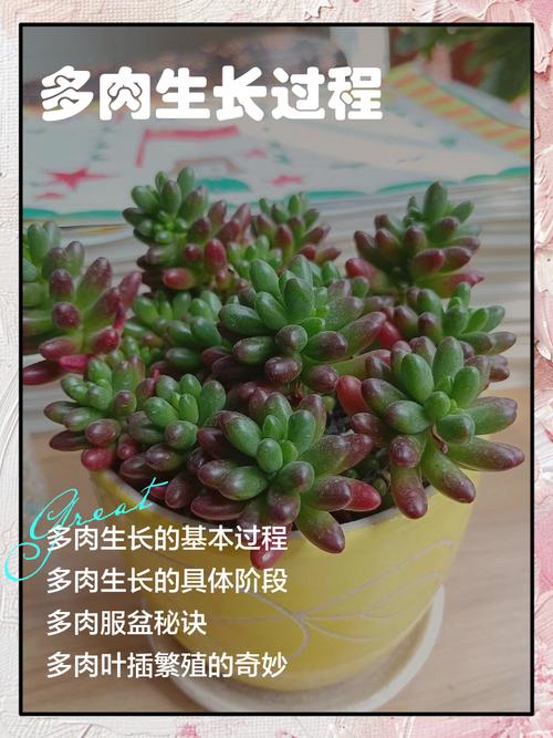多肉视频种植技术怎么学才实用？-图3