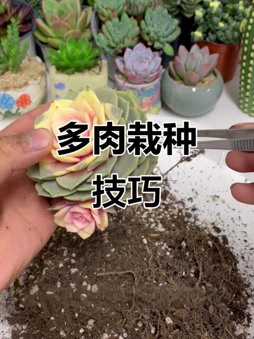 多肉视频种植技术怎么学才实用？-图2