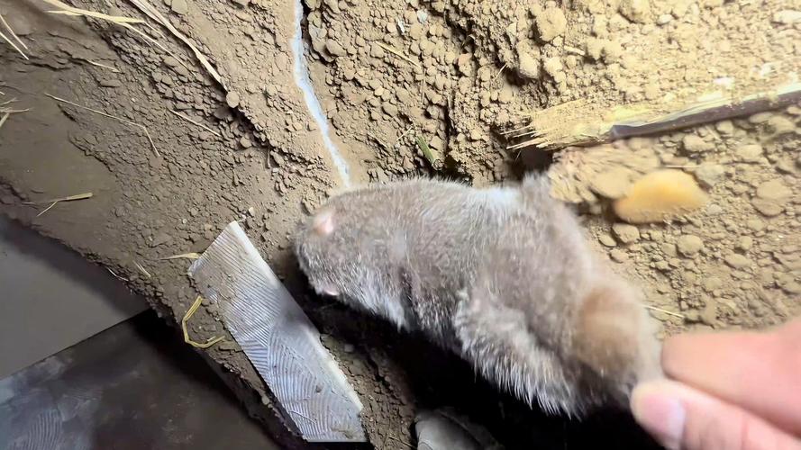 竹鼠养殖技术视频高清在哪看？-图1