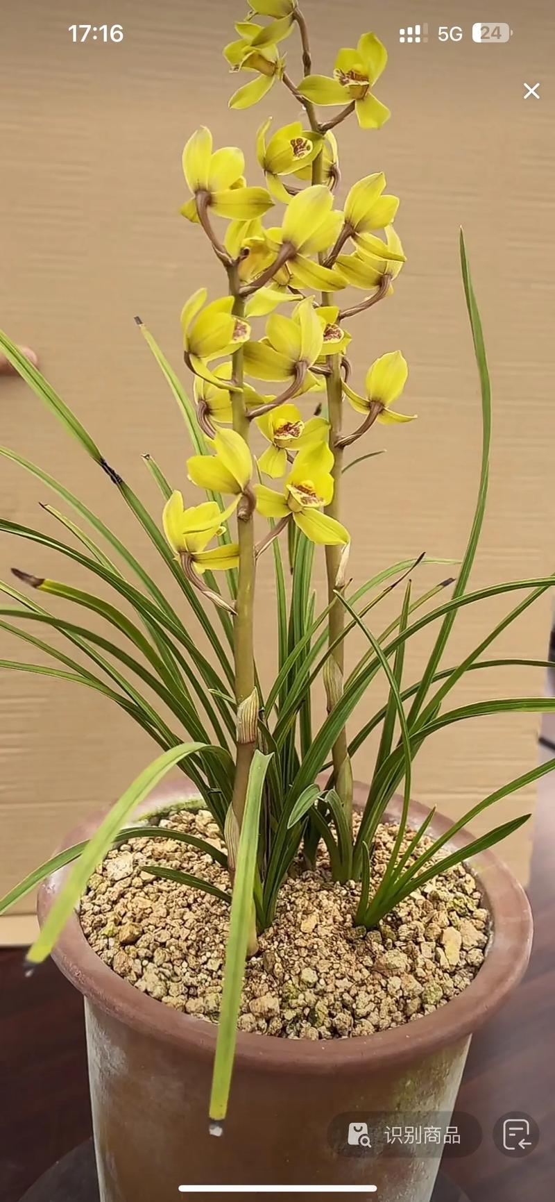 蕙兰梅瓣常见品种有哪些？-图2