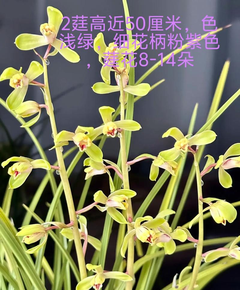 蕙兰梅瓣常见品种有哪些？-图1