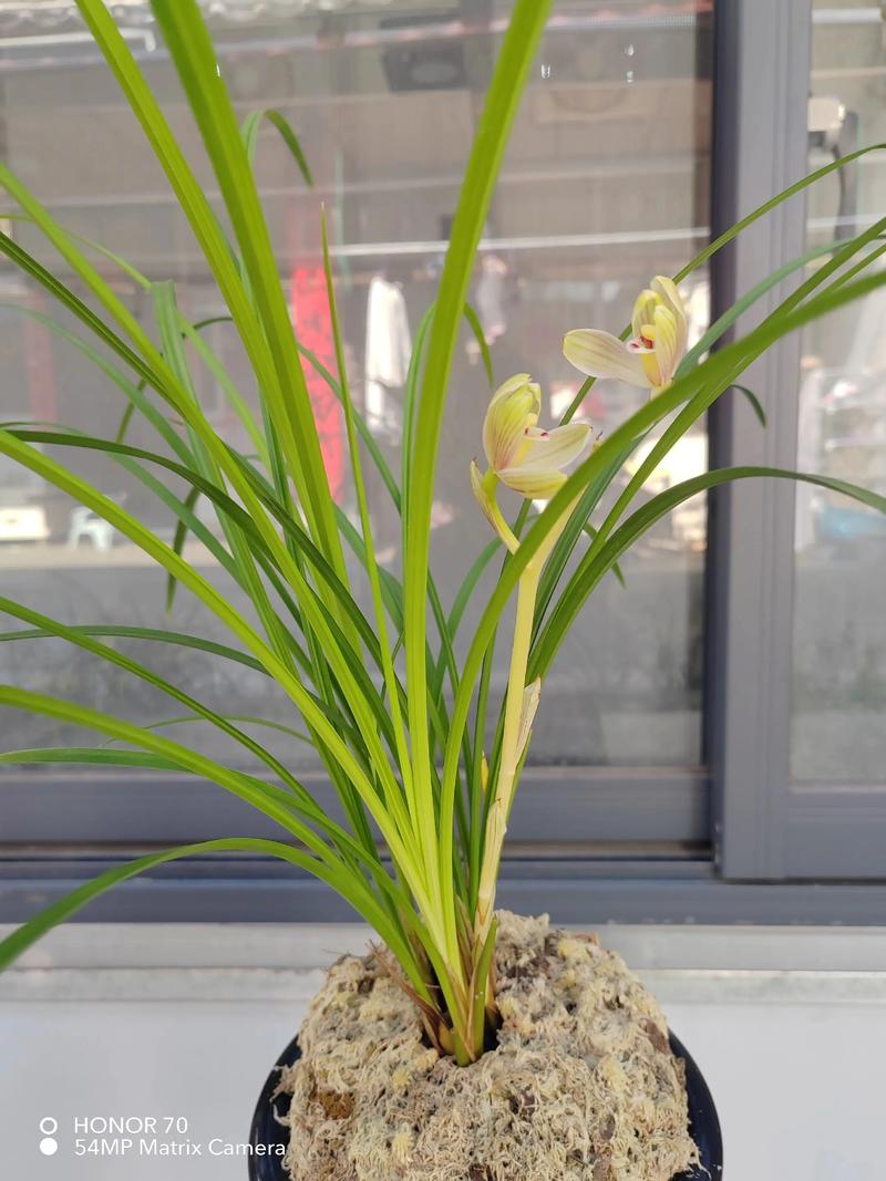 蕙兰梅瓣常见品种有哪些？-图3