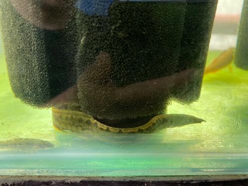 中华棘鳅养殖技术视频怎么学？-图2