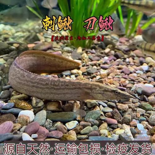 中华棘鳅养殖技术视频怎么学？-图1