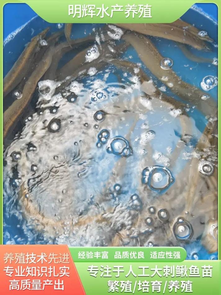 中华棘鳅养殖技术视频怎么学？-图3