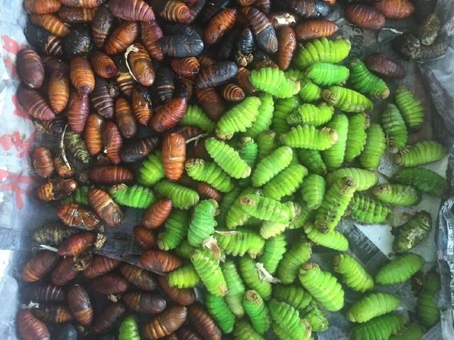 绿色的蚕是什么品种？-图1