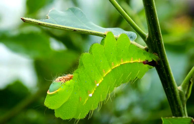 绿色的蚕是什么品种？-图3