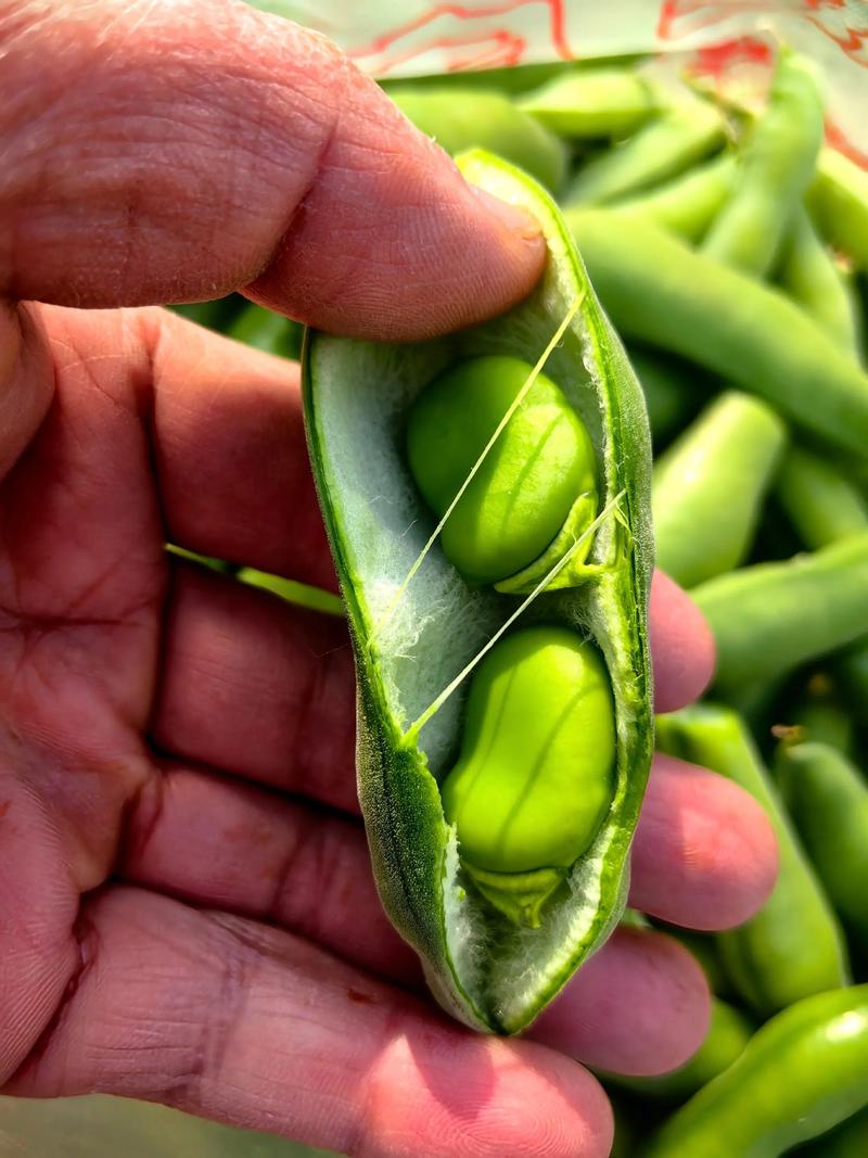 绿色的蚕是什么品种？-图2