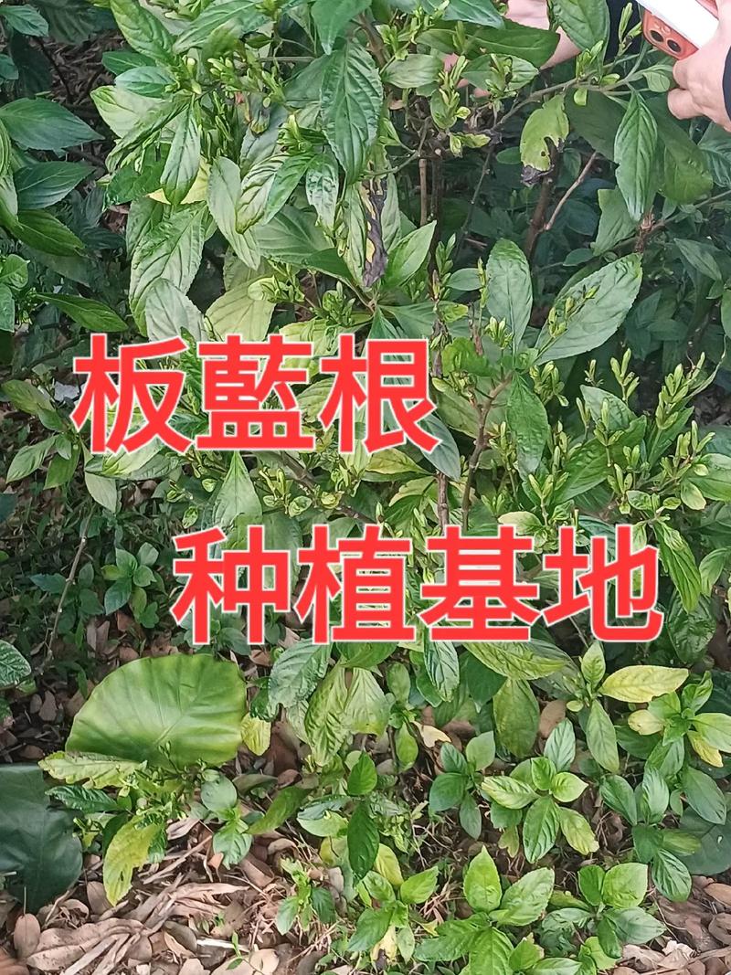 板蓝根几月种植最合适？-图1