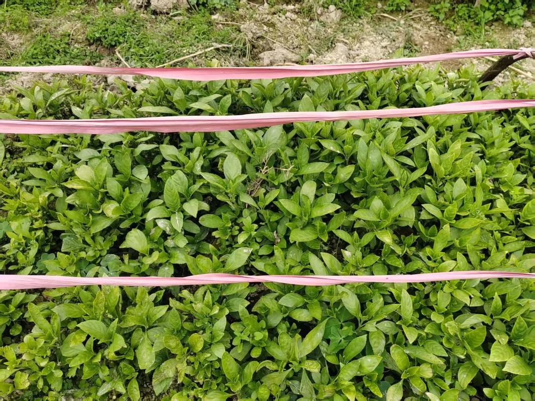 板蓝根几月种植最合适？-图2