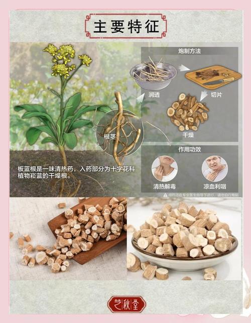 板蓝根几月种植最合适？-图3