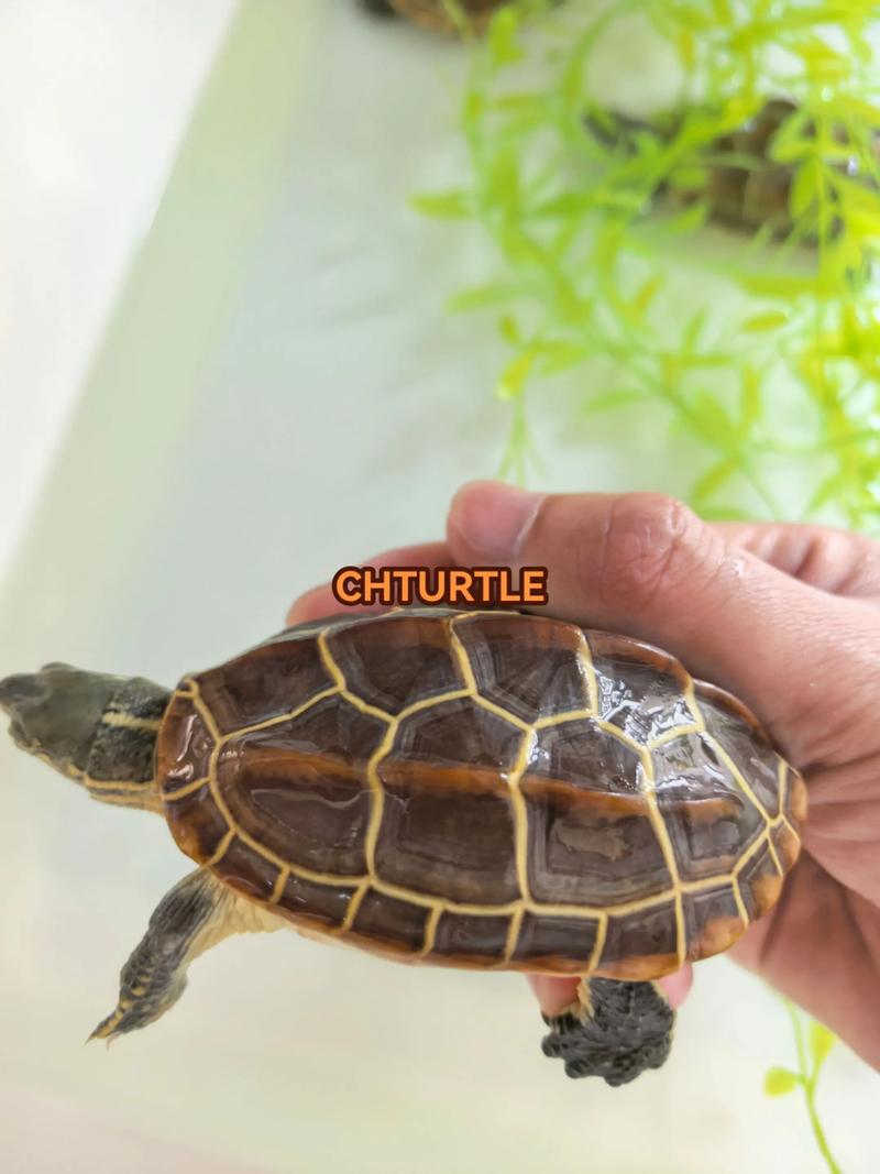 中华草龟养殖技术视频要点有哪些？-图2