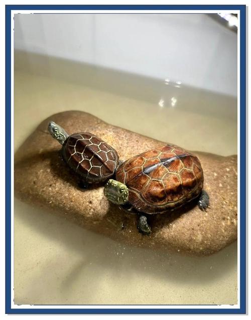 中华草龟养殖技术视频要点有哪些？-图3