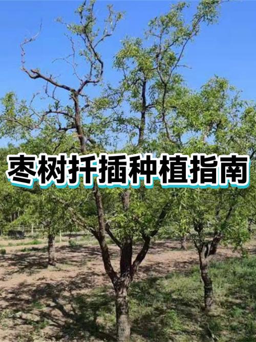 枣树如何科学种植与管理？-图1