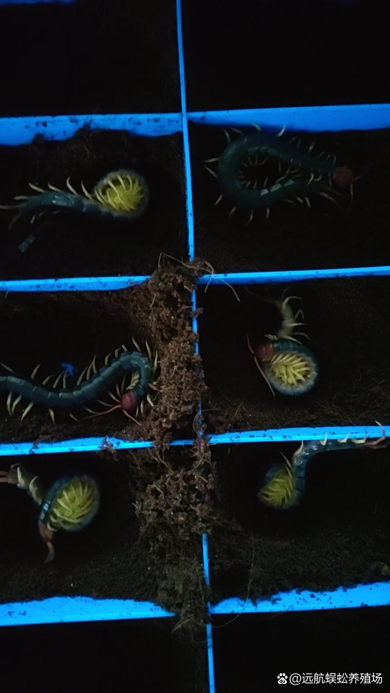 农广天地蜈蚣养殖技术难点有哪些？-图1