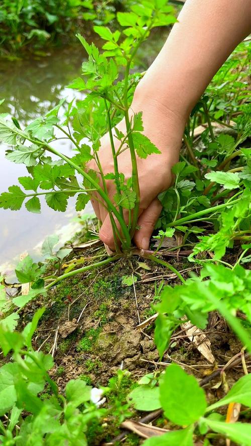 池塘水芹菜怎么种？技术要点有哪些？-图2