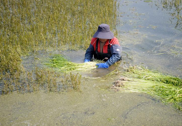池塘水芹菜怎么种？技术要点有哪些？-图1