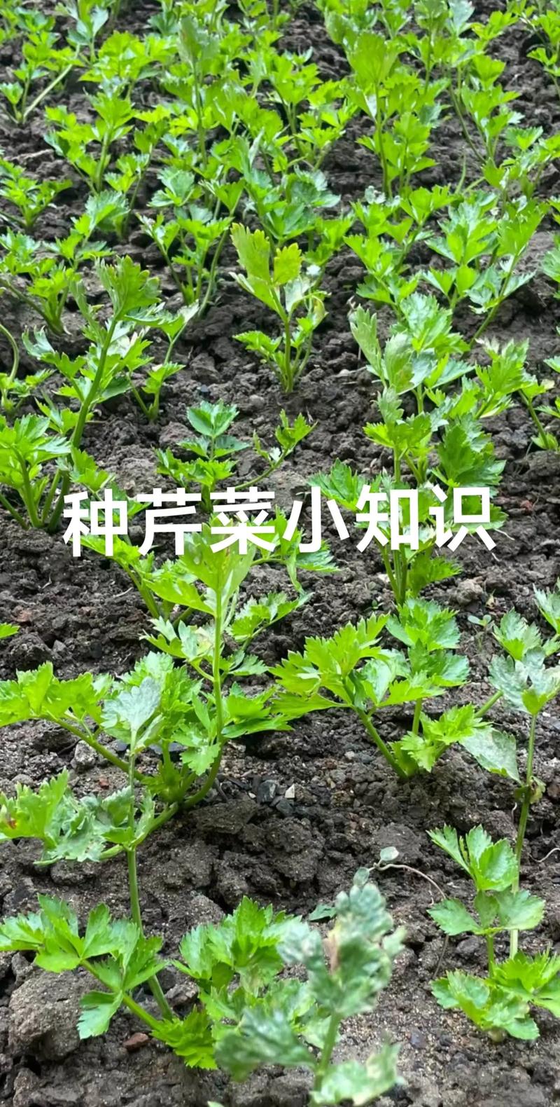 池塘水芹菜怎么种？技术要点有哪些？-图3