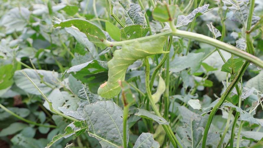 大棚豆虫养殖技术视频-图1