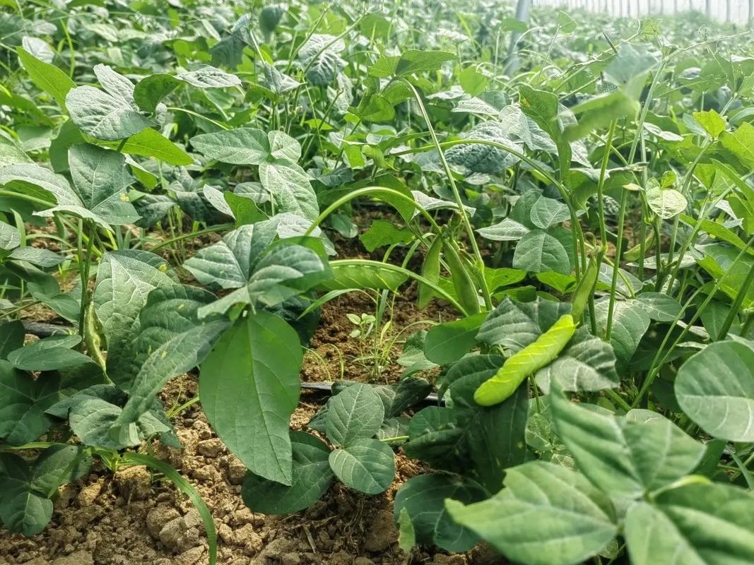 大棚豆虫养殖技术视频-图2