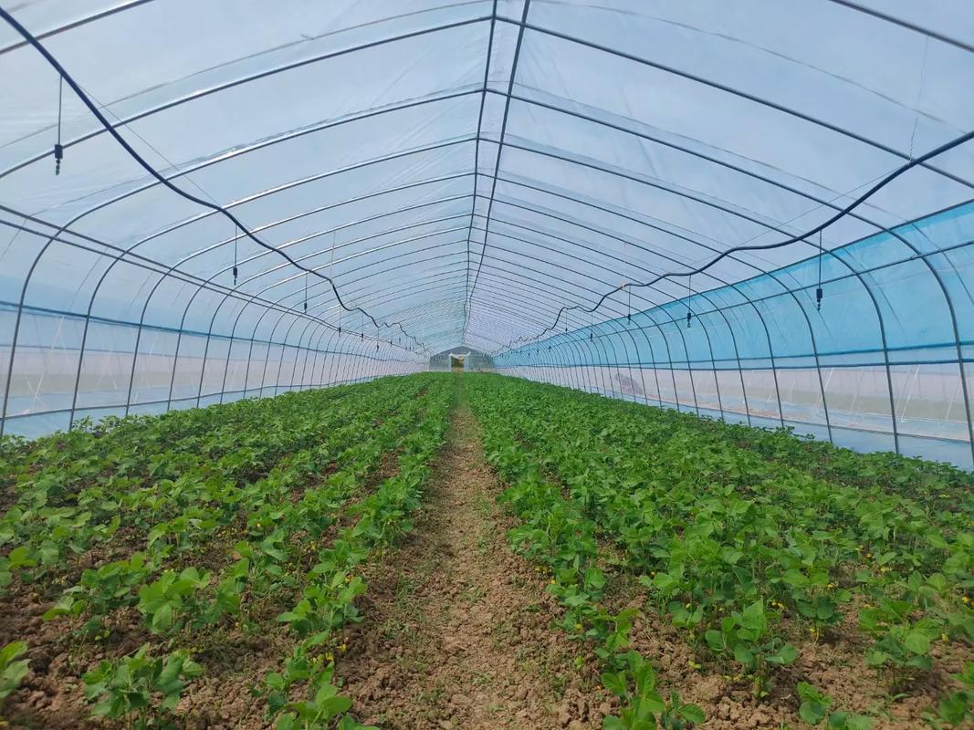 大棚豆虫养殖技术视频-图3