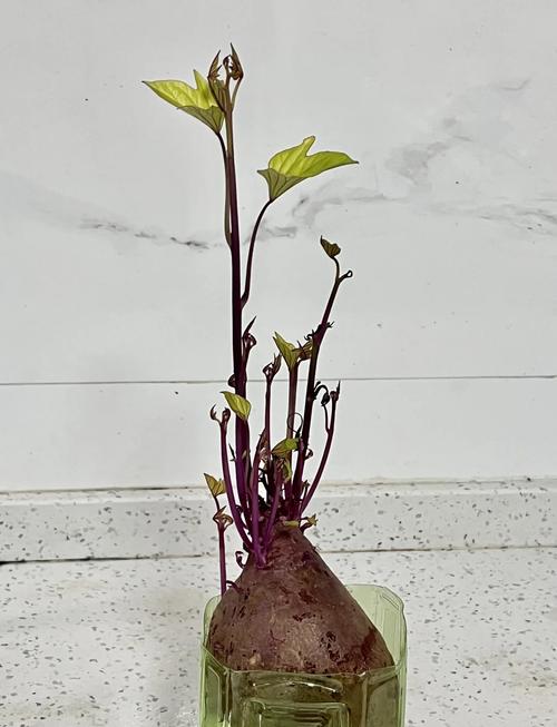 紫薯品种咋选？种植技术有啥诀窍？-图1