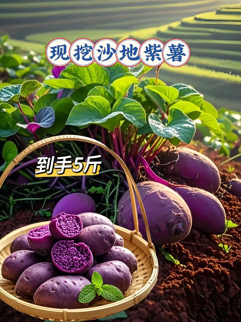 紫薯品种咋选？种植技术有啥诀窍？-图2