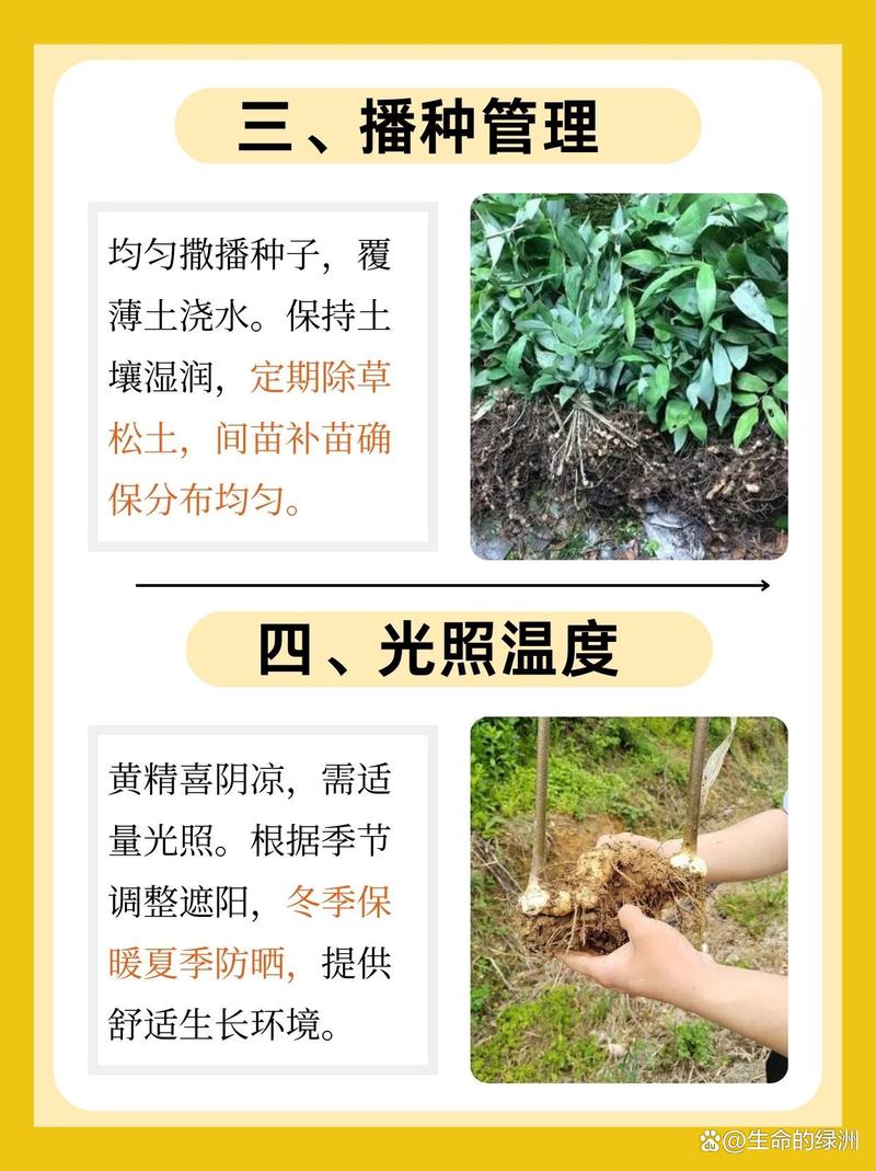 黄精种植亩产究竟有多少？-图1