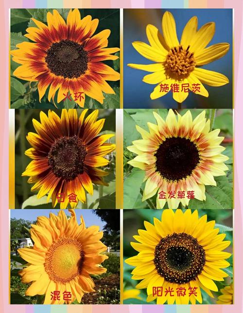 向日葵品种到底有多少种？-图1