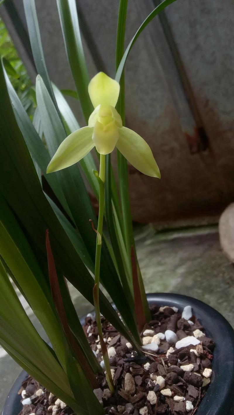 素心建兰立叶是何品种？-图1