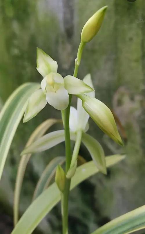 素心建兰立叶是何品种？-图2