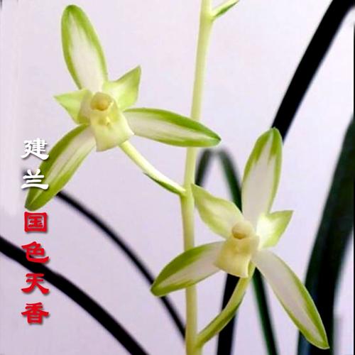 素心建兰立叶是何品种？-图3