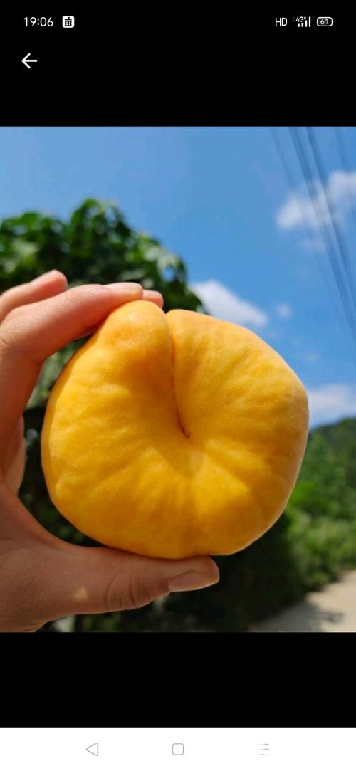 早黄蟠桃有哪些常见品种？-图2